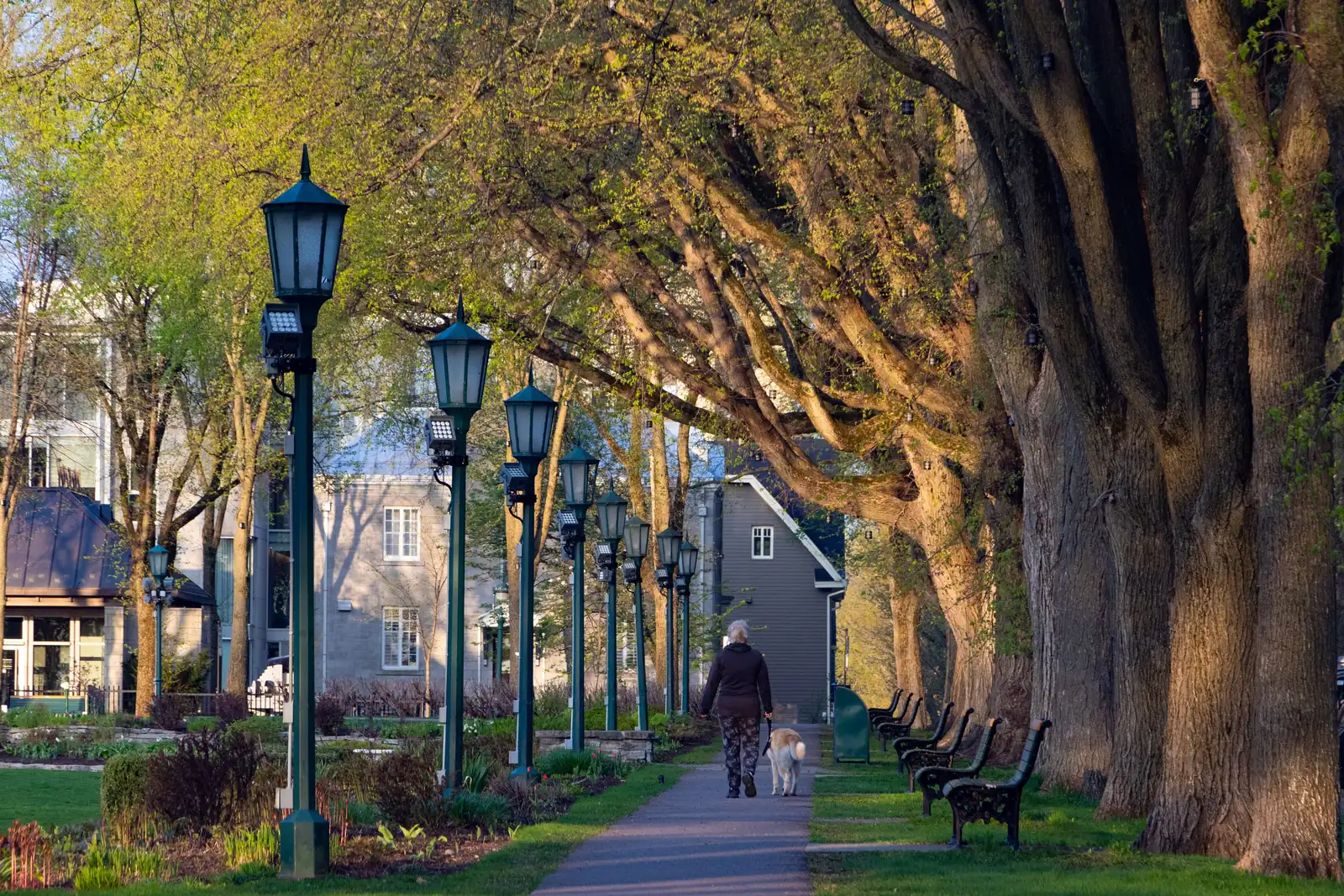 Woman walking her dog along a tree-lined path on a bright morning